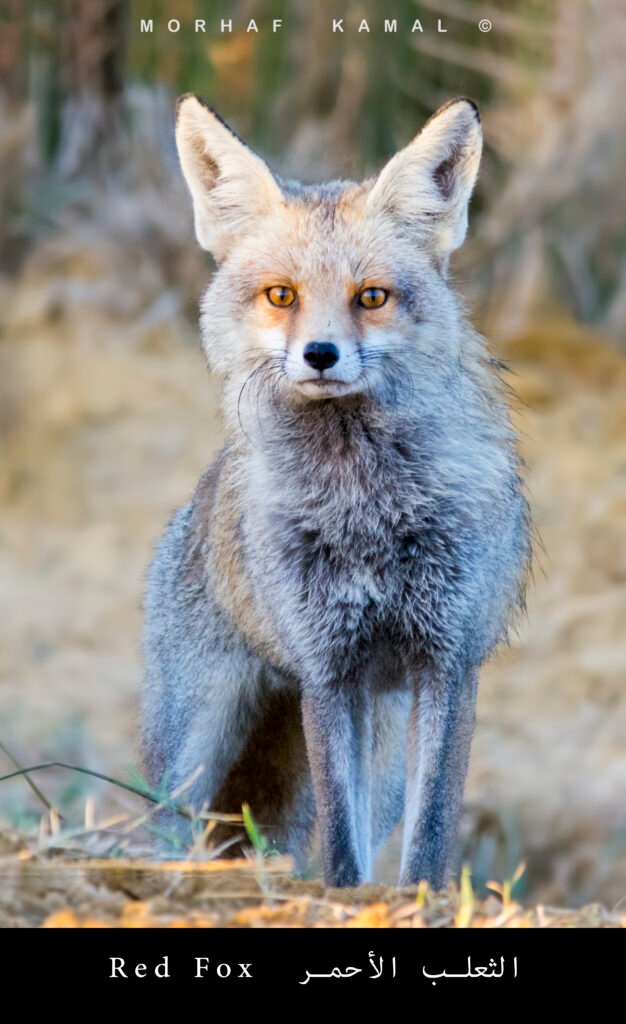 DSC_8826-red fox