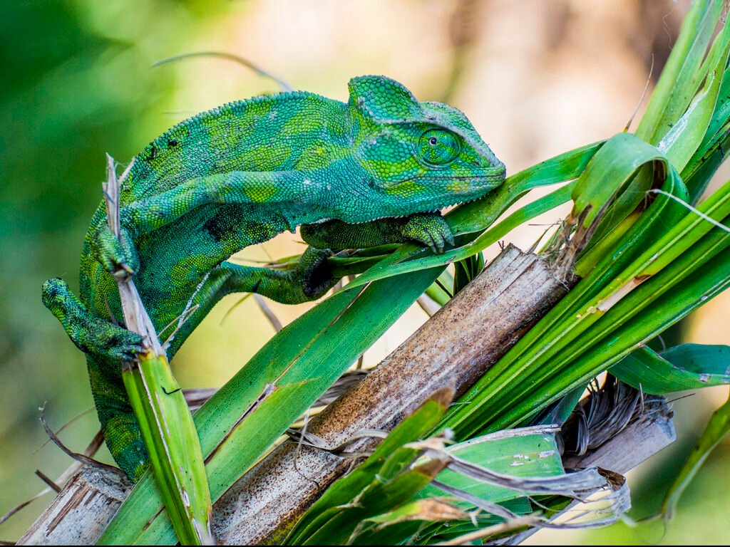 MORHAF KAMAL - African Chameleon