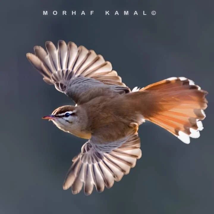 rr-s- robin